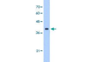 Western Blot analysis of HepG2 cell lysate with EIF3M polyclonal antibody  at 1 ug/mL working concentration. (Eukaryotic Translation Initiation Factor 3, Subunit M (EIF3M) (N-Term) antibody)