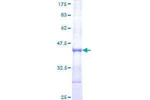 RNF130 Protein (AA 28-127) (GST tag)