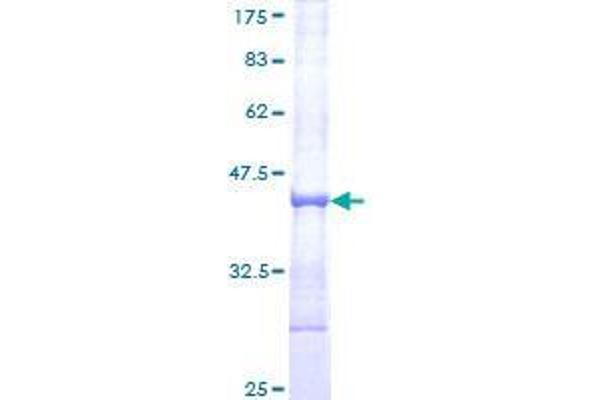 RNF130 Protein (AA 28-127) (GST tag)