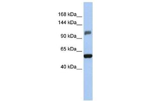 Western Blotting (WB) image for anti-Zinc Finger and SCAN Domain Containing 20 (ZSCAN20) antibody (ABIN2458031) (ZSCAN20 antibody)