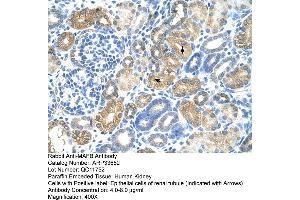 Human kidney (MAFB antibody  (N-Term))