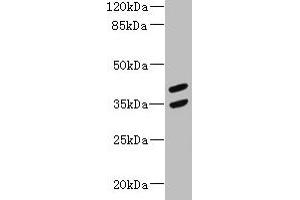 Western blot All lanes: MAGEB10 antibody at 12 μg/mL + Mouse heart tissue Secondary Goat polyclonal to rabbit IgG at 1/10000 dilution Predicted band size: 39 kDa Observed band size: 39, 35 kDa (MAGEB1 antibody  (AA 1-300))