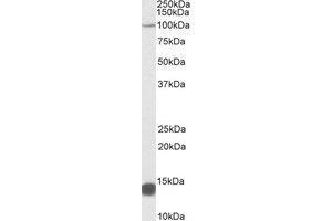 Western Blotting (WB) image for anti-Tripartite Motif Containing 71, E3 Ubiquitin Protein Ligase (TRIM71) (AA 409-419) antibody (ABIN490656)