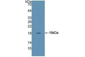 Detection of Recombinant RNASE4, Human using Polyclonal Antibody to Ribonuclease A4 (RNASE4) (RNASE4 antibody  (AA 30-147))