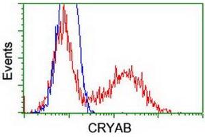 Image no. 4 for anti-Crystallin, alpha B (CRYAB) antibody (ABIN1497644) (CRYAB antibody)