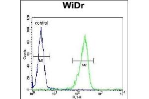 IL31 Antibody (N-term) (ABIN653336 and ABIN2842823) flow cytometric analysis of WiDr cells (right histogram) compared to a negative control (left histogram). (IL-31 antibody  (N-Term))