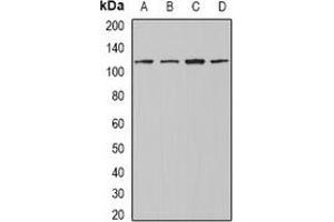 Western blot analysis of INTS4 expression in Jurkat (A), A549 (B), mouse testis (C), mouse heart (D) whole cell lysates.