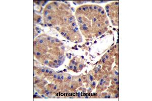 SL1 Antibody (C-term) (ABIN656721 and ABIN2845948) immunohistochemistry analysis in formalin fixed and paraffin embedded human stomach tissue followed by peroxidase conjugation of the secondary antibody and DAB staining. (SAAL1 antibody  (C-Term))