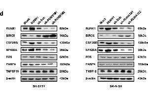 Western Blotting (WB) image for anti-Runt-Related Transcription Factor 1 (RUNX1) (AA 221-480) antibody (ABIN6147309)