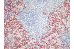 Image no. 3 for anti-Macrophages antibody (ABIN481694) (Macrophages antibody)