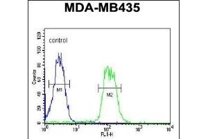 ATHL1 Antibody (C-term) (ABIN1881084 and ABIN2840111) flow cytometric analysis of MDA-M cells (right histogram) compared to a negative control cell (left histogram). (ATHL1 antibody  (C-Term))