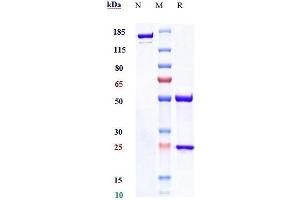 Anti-NKG2A / CD159a Reference Antibody (monalizumab) on SDS-PAGE under reducing (R) condition. (Recombinant NKG2A (Monalizumab Biosimilar) antibody)