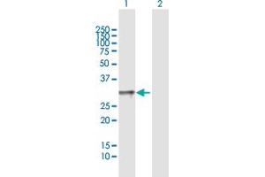 Western Blot analysis of TNFSF4 expression in transfected 293T cell line by TNFSF4 MaxPab polyclonal antibody.