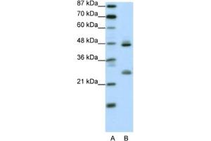 Western Blotting (WB) image for anti-Kruppel-Like Factor 6 (KLF6) antibody (ABIN2461181) (KLF6 antibody)