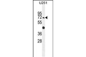 Western blot analysis in U251 cell line lysates (35ug/lane). (GPAA1 antibody  (N-Term))