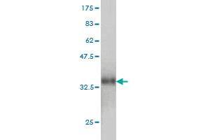 Western Blot detection against Immunogen (33. (CCL14 antibody  (AA 20-93))