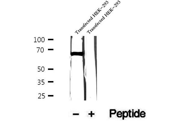 FAM65B antibody