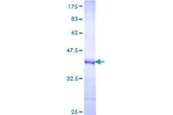 FZD3 Protein (AA 55-157) (GST tag)