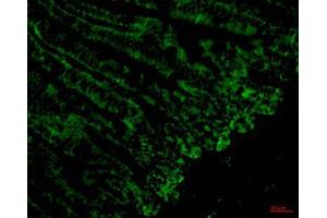 Immunofluorescence (IF) analysis of paraffin-embedded Mouse Colonic tissue. (CD4 antibody)