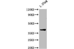 Western Blot Positive WB detected in: Escherichia coli lysate All lanes: ompF antibody at 1:2000 Secondary Goat polyclonal to rabbit IgG at 1/50000 dilution Predicted band size: 40 kDa Observed band size: 40 kDa (Ompf (AA 23-362) antibody)
