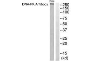 Western blot analysis of extracts from HeLa cells, using DNA-PK Antibody.