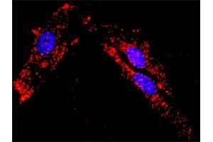 Proximity Ligation Analysis of protein-protein interactions between PXN and CTTN. (Paxillin antibody  (AA 1-262))