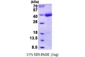 SDS-PAGE (SDS) image for Transmembrane Protein with EGF-Like and Two Follistatin-Like Domains 1 (TMEFF1) (AA 40-330) protein (His tag) (ABIN5852926) (TMEFF1 Protein (AA 40-330) (His tag))