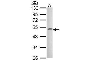 WB Image Sample (30 ug of whole cell lysate) A: Hep G2 , 10% SDS PAGE antibody diluted at 1:1000 (C17orf75 antibody)