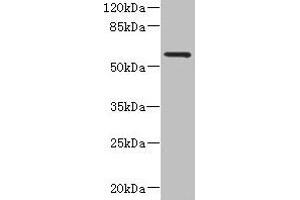 Western blot All lanes: FCRL4 antibody at 6 μg/mL + 293T whole cell lysate Secondary Goat polyclonal to rabbit IgG at 1/10000 dilution Predicted band size: 58, 57 kDa Observed band size: 58 kDa (FCRL4 antibody  (AA 20-387))