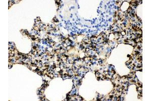 Anti- SFTP A1/2 Picoband antibody, IHC(P) IHC(P): Rat Lung Tissue