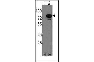 Image no. 1 for anti-Deformed Epidermal Autoregulatory Factor 1 (Drosophila) (DEAF1) (C-Term) antibody (ABIN357840) (DEAF1 antibody  (C-Term))