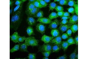 IF analysis of COPE using anti-COPE antibody (ABIN7602509). (COPE antibody  (AA 80-308))