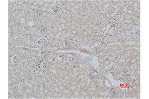 Immunohistochemistry (IHC) analysis of paraffin-embedded Mouse Kidney Tissue using Mas1 Polyclonal Antibody. (MAS1 antibody)