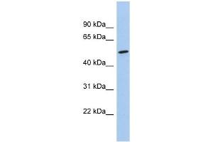 NKD1 antibody used at 1 ug/ml to detect target protein. (NKD1 antibody)