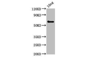 Western Blot Positive WB detected in Recombinant protein All lanes: pepP antibody at 3. (PepP (AA 1-354) antibody)