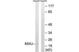 Western blot analysis of extracts from HepG2 cells, using NMU Antibody.