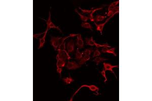 ABIN6275893 staining Hela by IF/ICC. (CPA1 antibody  (Internal Region))