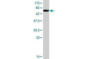 Image no. 1 for anti-Fibroblast Growth Factor Receptor Substrate 2 (FRS2) (AA 1-341) antibody (ABIN524238) (FRS2 antibody  (AA 1-341))