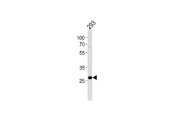 PRB4 antibody  (AA 100-130)