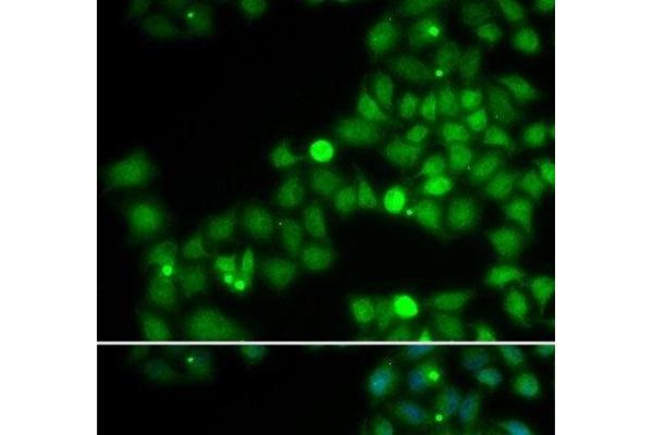 POLK antibody