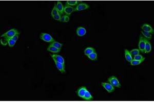 Immunofluorescent analysis of HepG2 cells using ABIN7152184 at dilution of 1:100 and Alexa Fluor 488-congugated AffiniPure Goat Anti-Rabbit IgG(H+L) (EIF4E antibody  (AA 2-217))