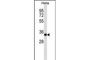Mouse Csnk2a2 Antibody (N-term) (ABIN657725 and ABIN2846711) western blot analysis in Hela cell line lysates (35 μg/lane). (CSNK2A2 antibody  (N-Term))