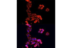 Immunofluorescence (IF) image for anti-Cytochrome C, Somatic (CYCS) (AA 1-105) antibody (ABIN6139304)