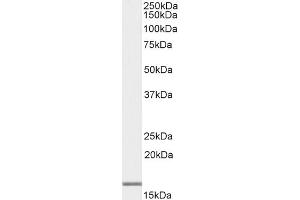 (ABIN184738) (1 μg/mL) staining of Human Frontal Cortex lysate (35 μg protein in RIPA buffer).