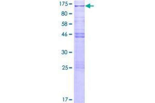 CSRP2BP Protein (AA 1-782) (GST tag)