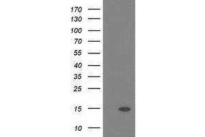 Image no. 1 for anti-Polymerase (RNA) II (DNA Directed) Polypeptide J2 (POLR2J2) antibody (ABIN1500338) (POLR2J2 antibody)