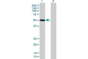 Western Blot analysis of HS3ST3A1 expression in transfected 293T cell line by HS3ST3A1 MaxPab polyclonal antibody. (HS3ST3A1 antibody  (AA 1-406))