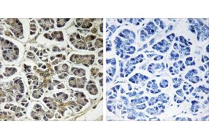 Peptide - +Immunohistochemistry analysis of paraffin-embedded human pancreas tissue using ATP5G2 antibody. (ATP5G2 antibody)