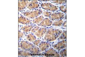 TOR2A Antibody immunohistochemistry analysis in formalin fixed and paraffin embedded human stomach tissue followed by peroxidase conjugation of the secondary antibody and DAB staining. (TOR2A antibody  (AA 194-221))