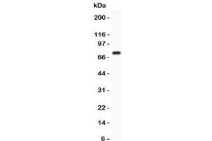 Western blot testing of Kv4. (KCND3 antibody  (AA 1-177))